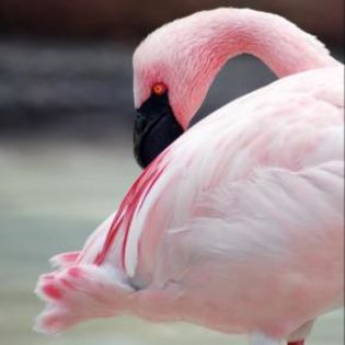 86552_a79921021041791b6bc4e85da898ed08_mdsq - BIRDS