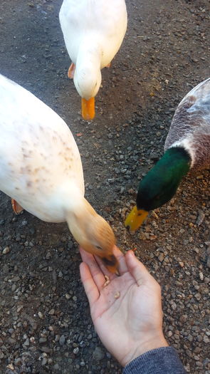 20151223_112405 - 0a Rate Pitice Olandeze