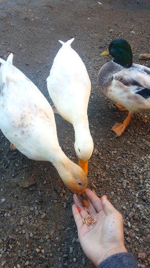 20151223_112428 - 0a Rate Pitice Olandeze