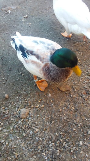 20151223_112454 - 0a Rate Pitice Olandeze