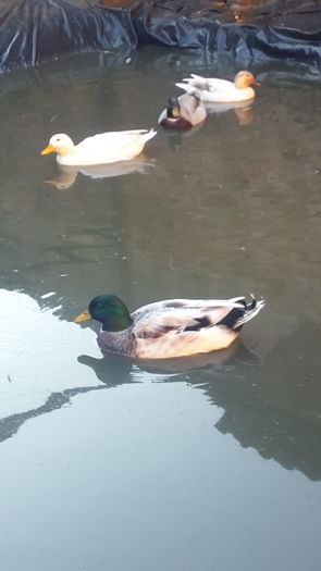 20151223_112647 - 0a Rate Pitice Olandeze