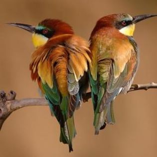 86956_49eddc0fc5e2b8efdc5d392b924a412f_mdsq - BIRDS