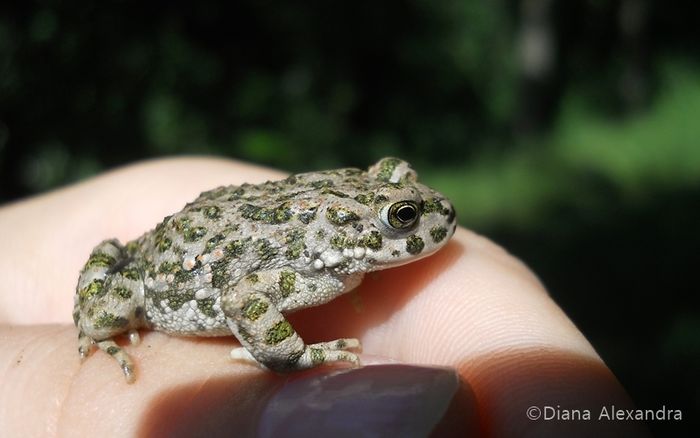 Bufo viridis - Fel de viata in tablou de timp