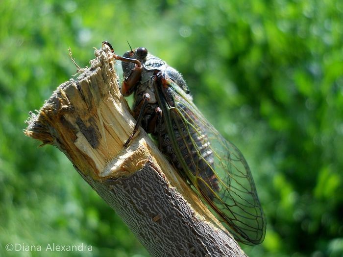 Cicadidae - Fel de viata in tablou de timp