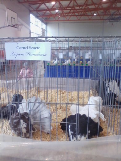IMG_20151212_125743 - EXPO SPECIALIZATA FANTAIL CLUB ROMANIA