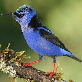 86959_104ba181122f1a03beef427e5d533d3e_mdsq - BIRDS