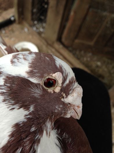 Picture 310; Rosu de Bucuresti
