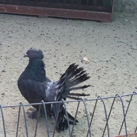 masc 2015 dnu.Horea .Loc TASNAD Jud Satu Mare