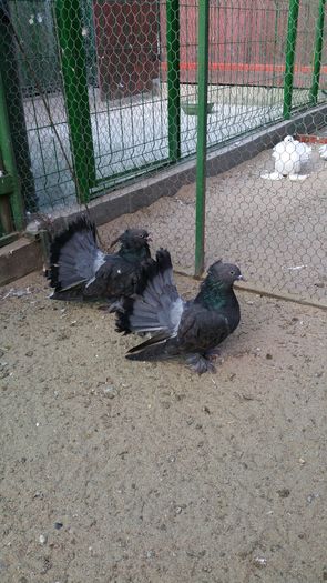 per.2015 dnu Horea.Loc.TASNAD Jud.Satu Mare