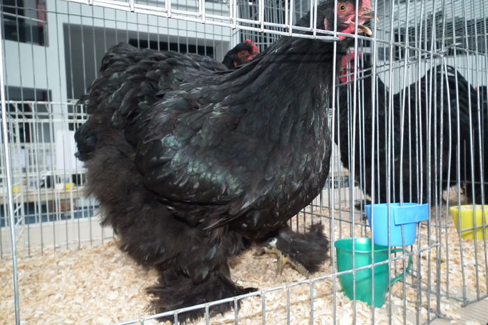 DSCF0662 - Poze expozitie judeteana Craiova 2015