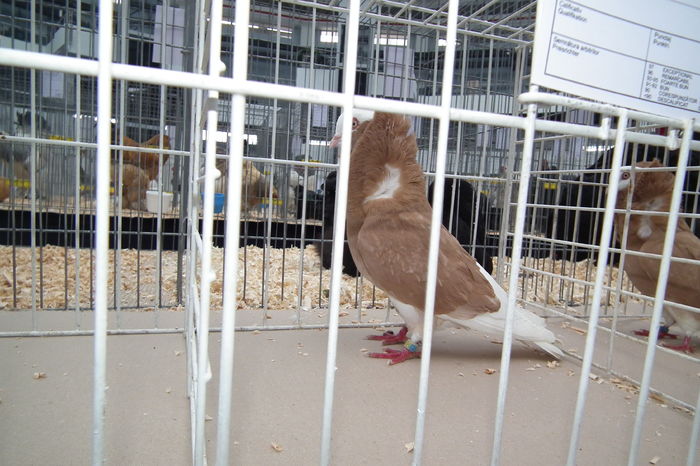 DSCF0678 - Poze expozitie judeteana Craiova 2015