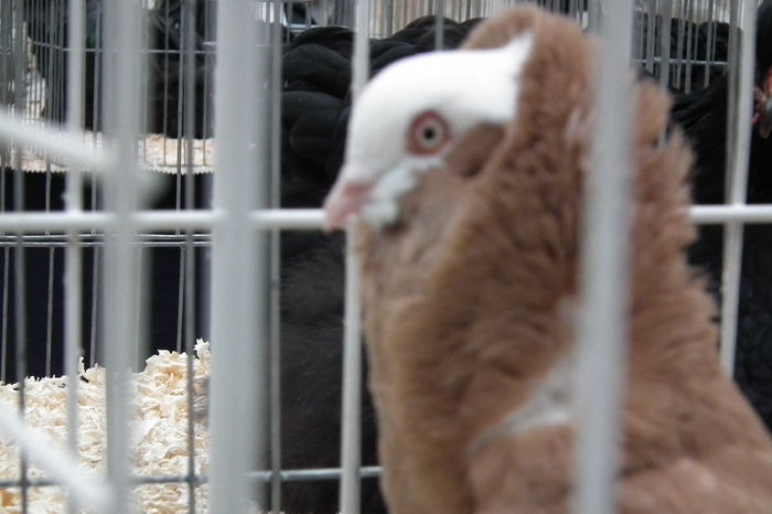 DSCF0679 - Poze expozitie judeteana Craiova 2015