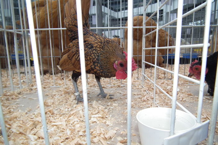 DSCF0691 - Poze expozitie judeteana Craiova 2015