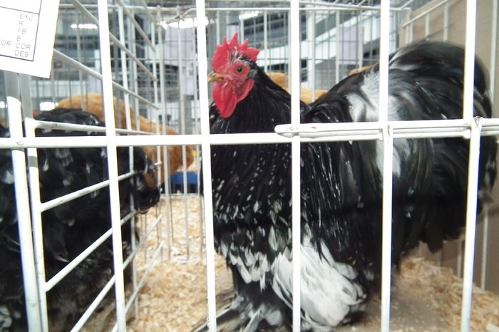 DSCF0693 - Poze expozitie judeteana Craiova 2015