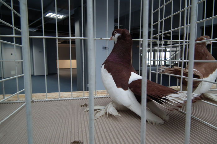 DSCF0699 - Poze expozitie judeteana Craiova 2015