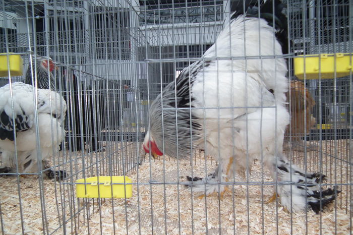 DSCF0748 - Poze expozitie judeteana Craiova 2015