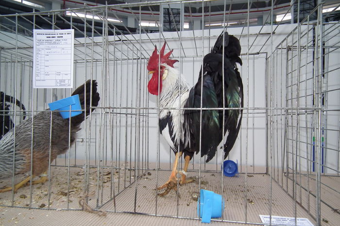 DSCF0749 - Poze expozitie judeteana Craiova 2015