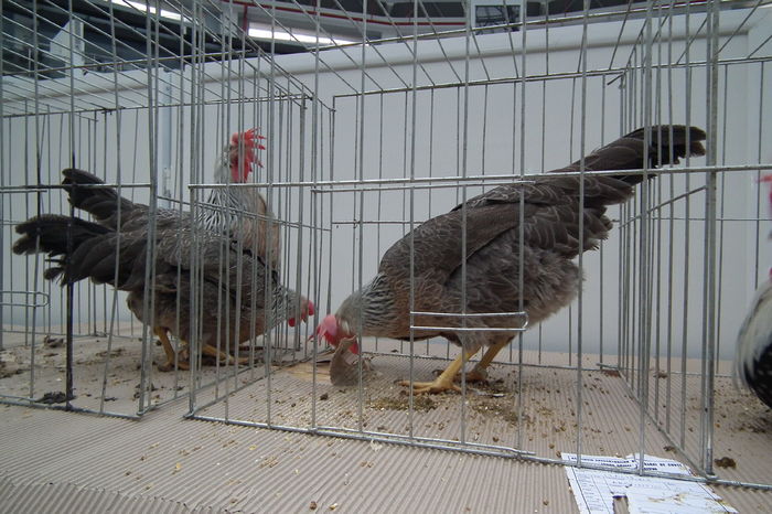 DSCF0751 - Poze expozitie judeteana Craiova 2015