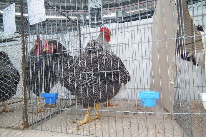 DSCF0754 - Poze expozitie judeteana Craiova 2015