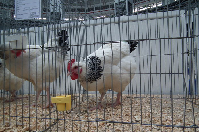 DSCF0758 - Poze expozitie judeteana Craiova 2015