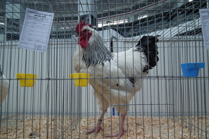 DSCF0759 - Poze expozitie judeteana Craiova 2015