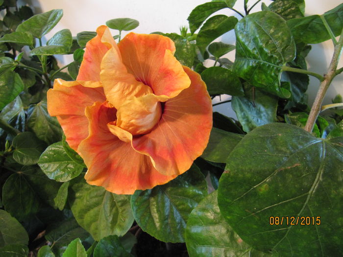 Herm Geller - H - Hibiscusi