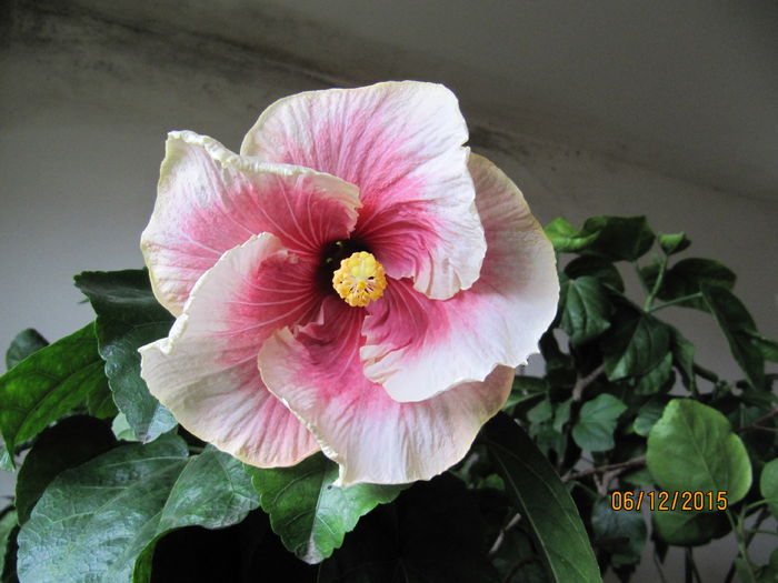 Smokey Mountain - H - Hibiscusi