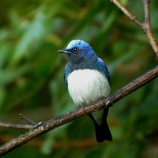 87047_4ea34deaf60a07a4788291cd65f9f840_mdsq - BIRDS