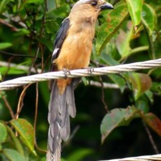 87049_32040034bec231290b75635b7690f7a0_mdsq - BIRDS