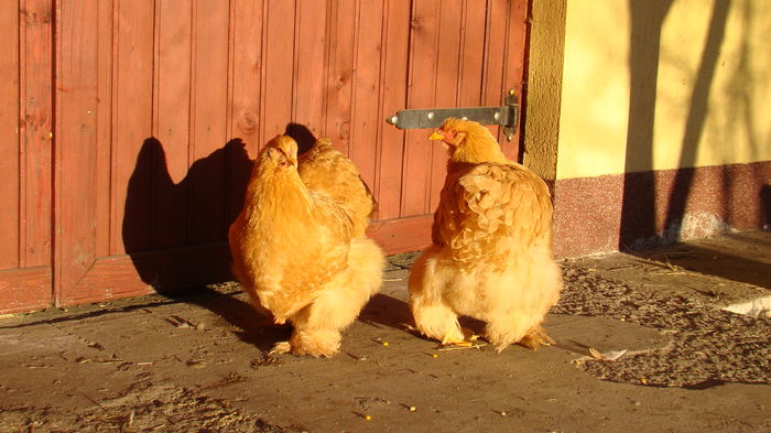 DSC00188 - Cochinchina galben