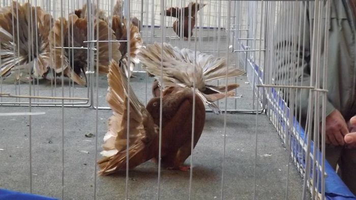 12347593_870198323098229_814271585162880963_n - Expozitia specializata Fantail Club Romania 2015