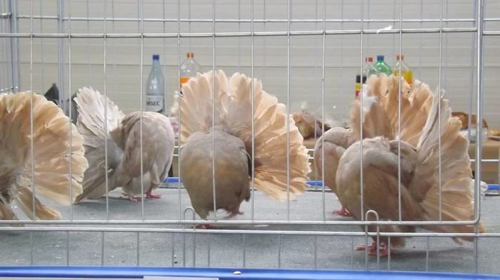 12360217_870198206431574_9004437568465773905_n - Expozitia specializata Fantail Club Romania 2015