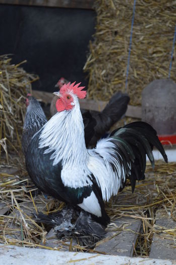 mii de flori portelan