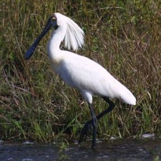 87603_29f0e1060de61f2288dc7f794d991bb6_mdsq - BIRDS