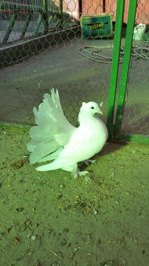 femela 2015 dnu.Horea .TASNAD Jud Satu Mare - 8___-PERSOANE CU CARE AM COLABORAT- VANZARI