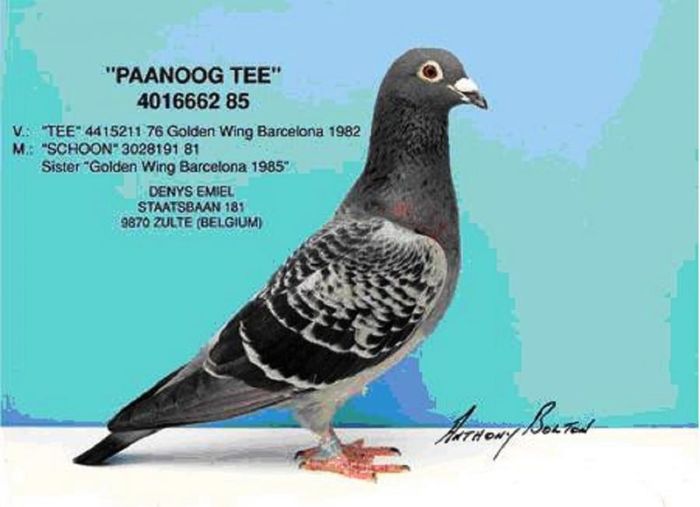 Paanoog-Tee-strabunicul femelei