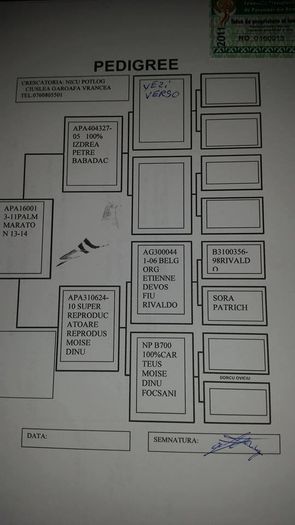 Pedigree-ul Femelei - Femela perechea 7 Albastra lista 160013- 2011 Moise Dinu-Izdrea Petre