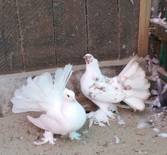 pereche 2015.Dnu Horea .TASNAD Jud Satu Mare - 8___-PERSOANE CU CARE AM COLABORAT- VANZARI