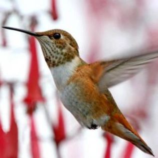 87936_3b208f990d3d321aab2c881f8a2bdaeb_mdsq - BIRDS