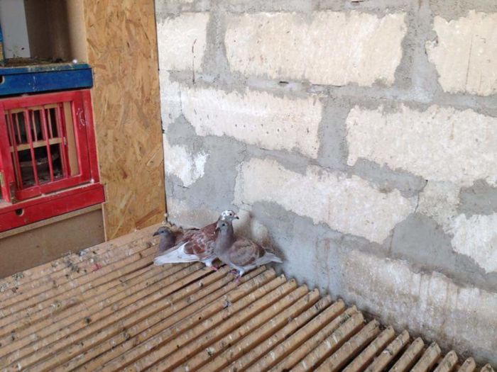 Mandru de baietii lui