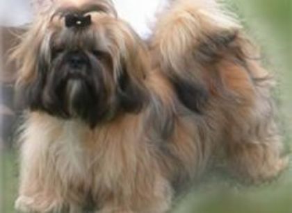 -1716_vand_pui_shih_tzu_sih17 - Animale in lume