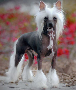 Chinese-Crested - Animale in lume