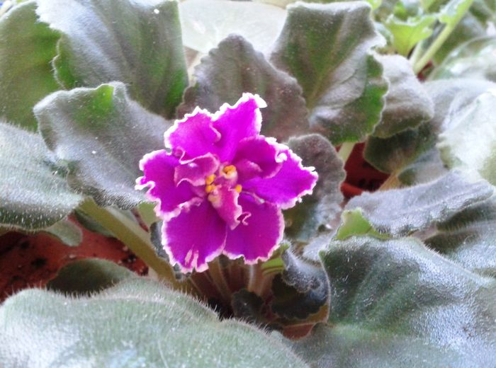 EK Russkaia Krasavitsa sport