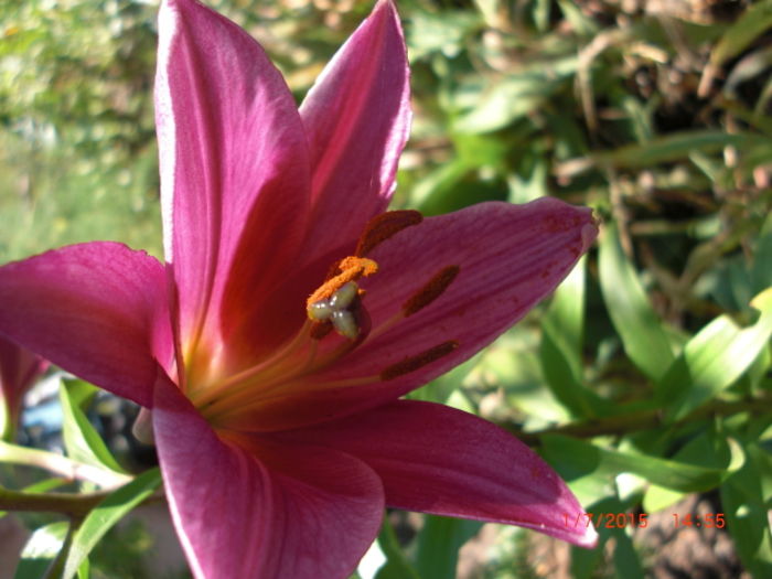 Floare Crin Imperial - Gradina Casa si Plante Rare sau Deosebite pentru Sanatate2