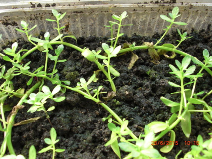 Brahmi 2806 - Gradina Casa si Plante Rare sau Deosebite pentru Sanatate2