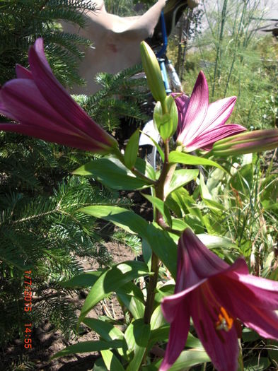 Crin Imperial Violet - Gradina Casa si Plante Rare sau Deosebite pentru Sanatate2