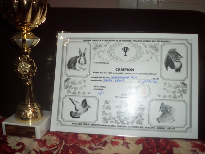 Expo Gataia Decembrie 2015 - DIPLOME SI CUPE