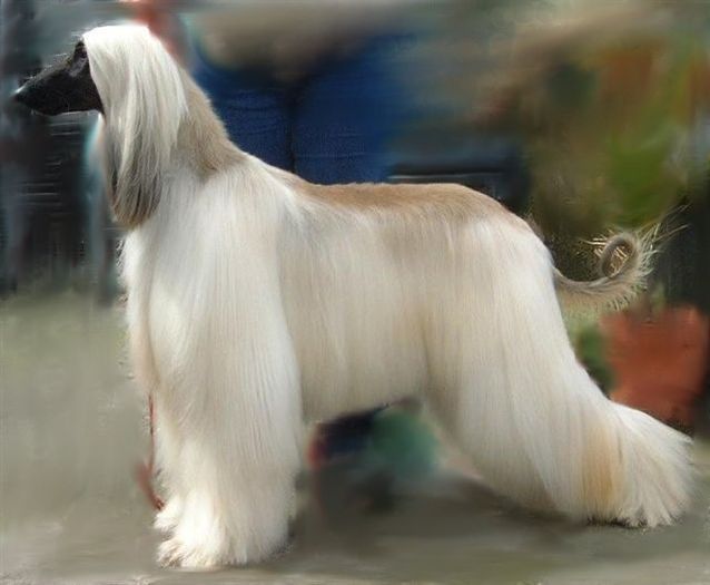 OgarAfgan7 - Animale in lume