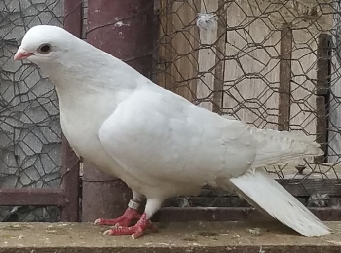 Dat in Tulcea la Liviu