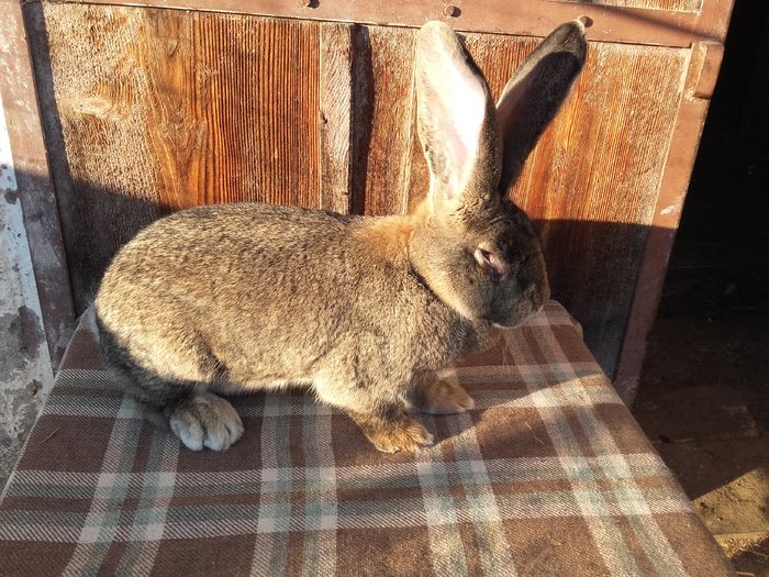 cantarita astazi 06.01.2016 - 9 kg!